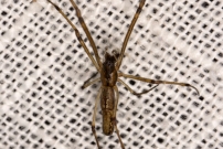 (Araneae - Tetragnathidae - Tetragnatha nigrita)